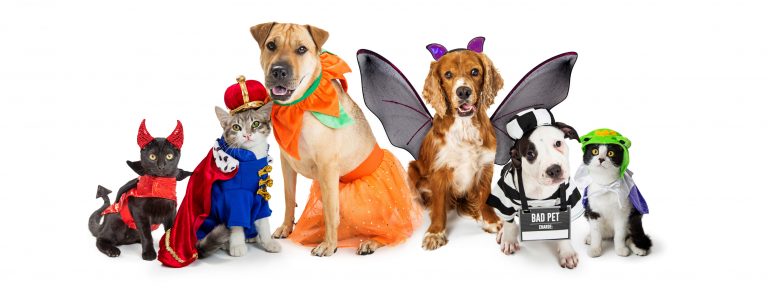 Halloween Safety - Clear Creek Animal Hospital | Clear Creek Animal